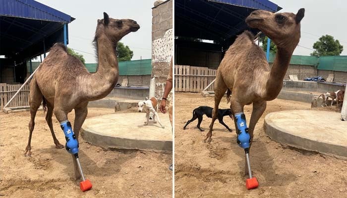 Cammie can be seen standing up for the first time with the aid of a custom-designed prosthetic leg at the Comprehensive Disaster Response Services in Karachi in this undated image. — X/@ShaziaAttaMarri