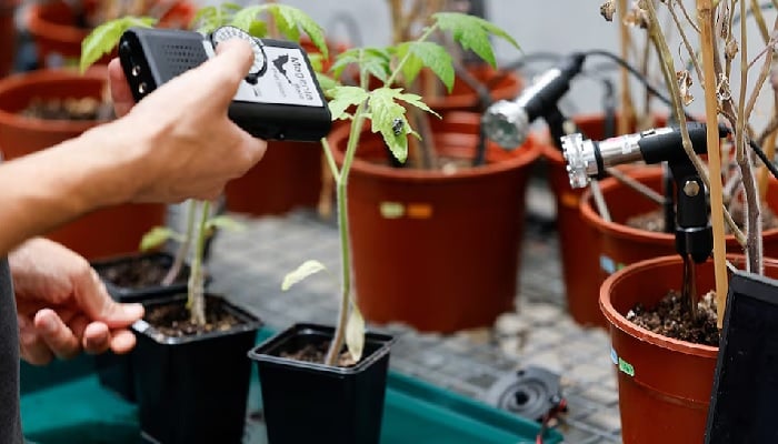 A scientist measures sound from a plant in a lab at Tel Aviv University, where researchers said they had found evidence that plants and insects can interact through sound, in Tel Aviv, Israel, July 15, 2025. —Reuters